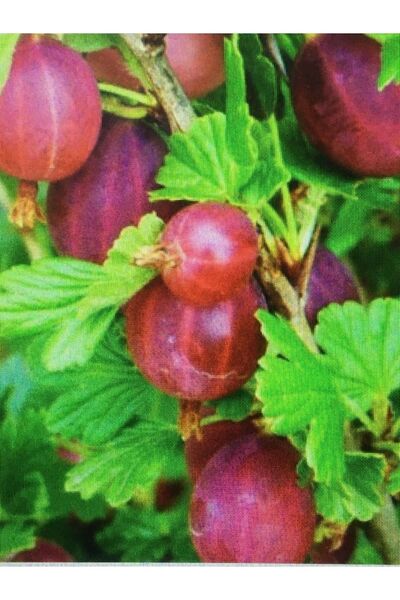 AAi Tüplü Bektaşi Üzümü Fidanı 50-70cm