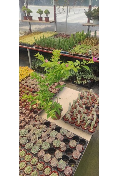 Ravza Çiçekçilik Begonvil Pembe Renkli 50-60 Cm Arası Formlu Ve Çiçekli