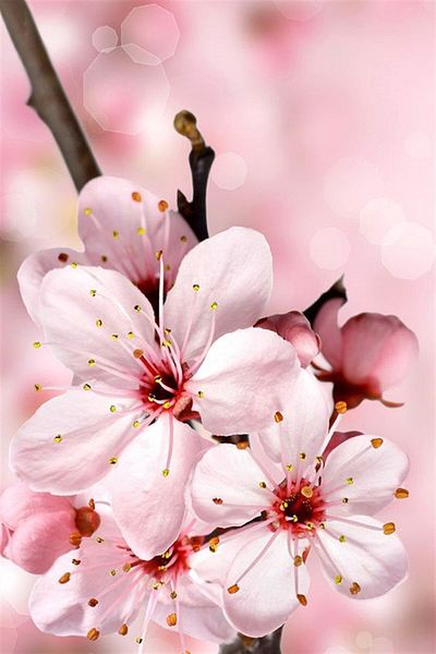 MARCEL SANAT Cherry Blossom Diamond Mosaic Painting 40x60cm