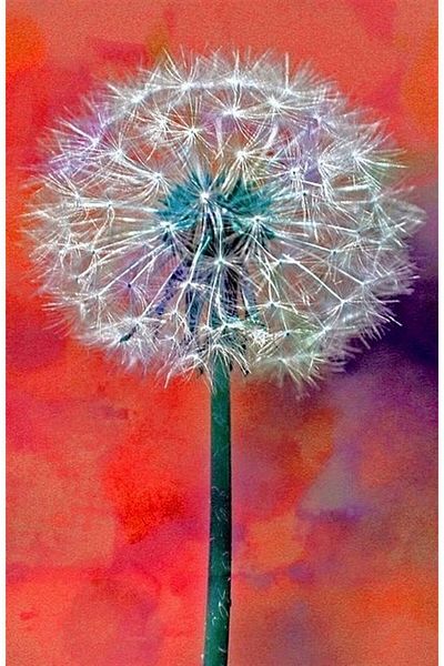 Marcel Kristal Tablo Dandelion Marcel Art Diamond Mosaic Painting 36x56cm