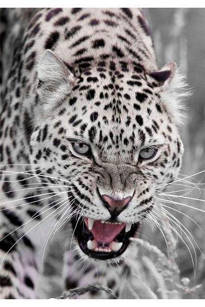MARCEL SANAT White Leopard Diamond Mosaic Painting 36x51cm