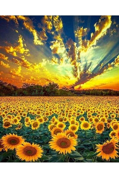 MARCEL SANAT Sunflower Field Diamond Mosaic Painting 48x60cm