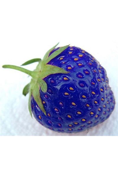 MARCEL SANAT Blue Strawberry Marcel Art Diamond Mosaic Painting 33x28cm