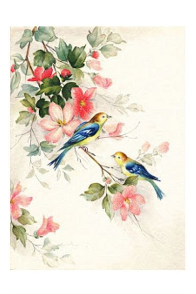 dialands Birds - Comfortable and Stylish Design