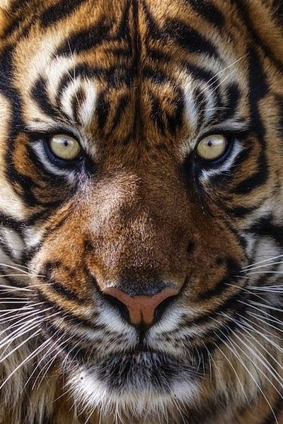 MARCEL SANAT Tiger Diamond Mosaic Painting 30x46cm