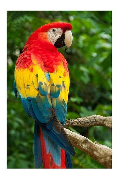 dialands Parrot