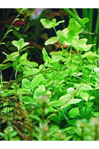Akvaryumhane Bacopa Australis Akvaryum Bitkisi,canlı Bitki 5 Dal