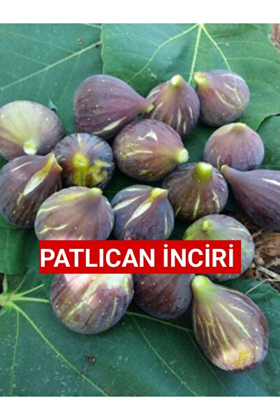 Nutyen Tüplü Yöresel Jumbo Meyveli Karadeniz Patlıcan İnciri Fidanı 3 Yaş