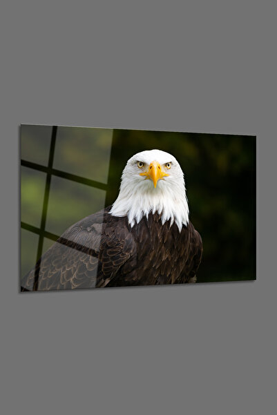 BV DEKOR ΟΡΙΖΟΝΤΙΑ ΓΥΑΛΙΝΗ ΠΙΝΑΚΙΔΑ ΜΕ ΘΕΜΑ ΑΕΤΟΥ-ΔΙΑΚΟΣΜΗΤΙΚΗ ΓΥΑΛΙΝΗ ΠΙΝΑΚΙ...