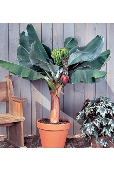 Köy Tohumları 3 Adet Tohum Organik Muz Ağacı Tohumu Muz Ağaç Tohum Saksı Toprak Hediyemizdir