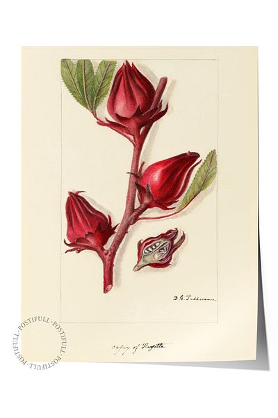 Postifull Pictură poster fără încadrare, poster de perete, imprimare artistică, poezia floriței roșii, maximalist nr:210