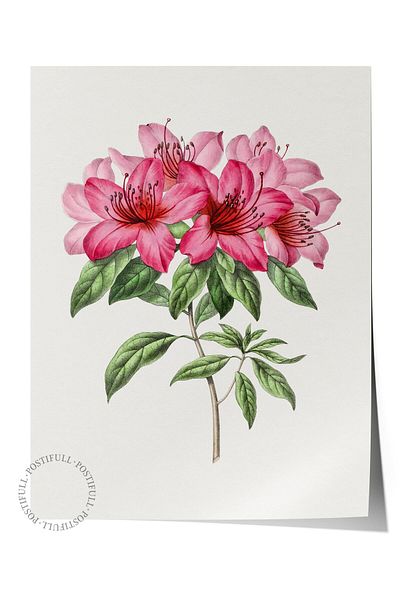 Postifull Pictură poster fără încadrare, poster de perete, imprimare artistică HD, Pivoine roz, Maximalist No:259