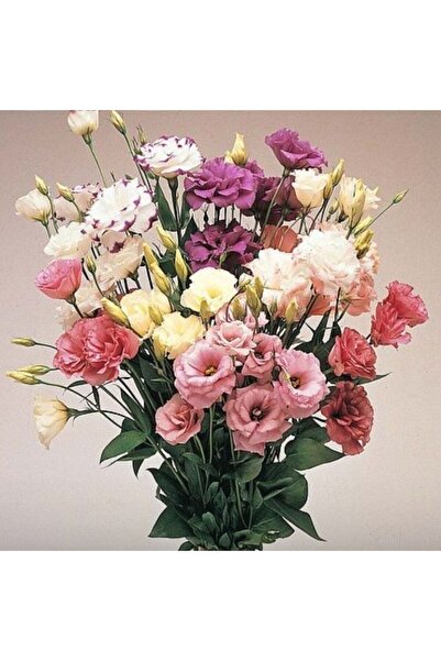TohumBul Mix Karışık Renkli Lisianthus Çiçeği Çiçeği Fidesi (10 adet)