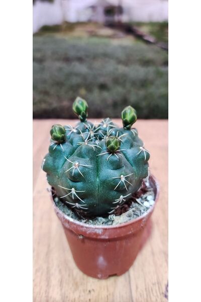 Ravza Çiçekçilik Gymnocalycium Cactus ( 5.5 Cm Saksıda ) Çiçek Açan Cins Kaktüs