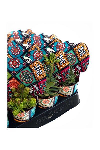 FİDAN PAZARI 10 Adet Mix Mandala Desen Süslemeli Sukulent