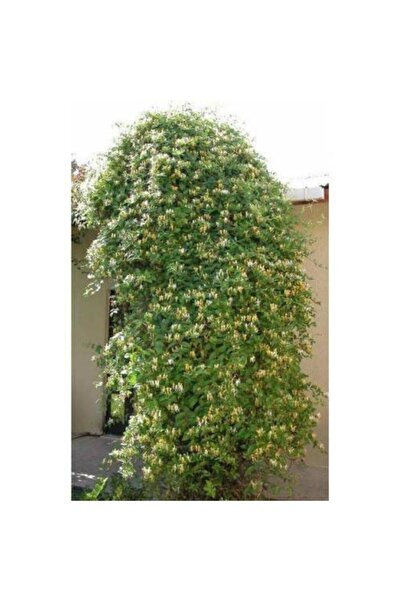 taşkar peyzaj Hanımeli ( Kokulu Sarmaşık ) Fidanı ( Tüplü ) Fidan Boyu 60-100 Cm