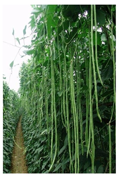 Köy Tohumları 50 Adet Tohum Nadir Sırık Acebek Tohumu Börülce Tohumu Uzun Börülce Hediye Tohumlu