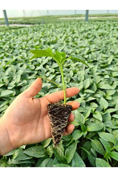 GoldLotus Çarliston Biber Fidesi Kalite 5 Adet