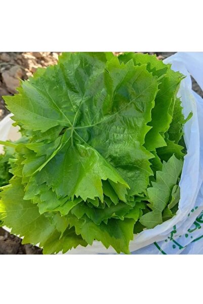 Tarımsal ve Hayvansal Ürünler ASMA YAPRAĞI SALAMURA 1 KG