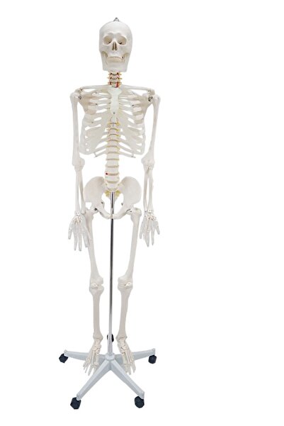 Erkentmed Wıllıam Insan Iskelet Modeli Tam Boy 180 Cm Iskelet