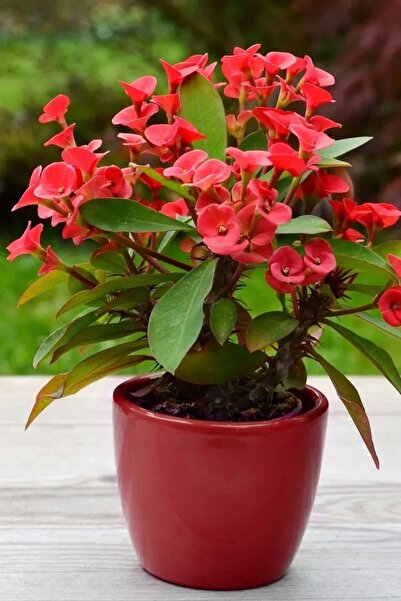 ÇİÇEKFLİX İç mekan euphorbia kırmızı mini boy 5.5cm saksıda