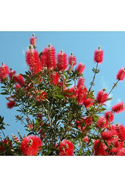 Bitkim Sende Fırça Çalısı Fidanı Callistemon Leavis, 50-70 Cm Saksıda