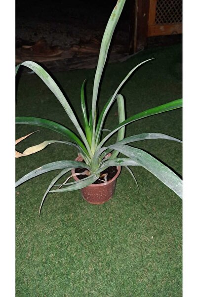 YAĞMUR FİDANCILIK Ananas Fidanı 50-60 Cm