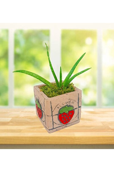 çiçekseli Aloe Vera Çilek Saksıda Pencere Önü Çiçeği Serisi & Sarı Sabır Canl...
