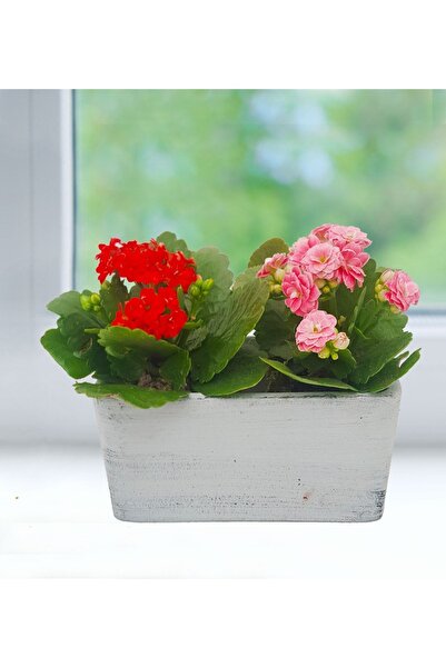 çiçekseli 2'li Kalanchoe Gri Dikdörtgen Seramik Saksıda Pencere Önü Çiçeği Ev...