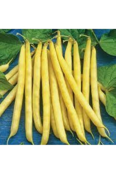 Köy Tohumları 150 Adet Tohum Nadir Sarı Turşuluk Hanımeli Fasulye Tohumu Otur...