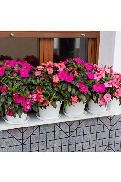 Köy Tohumları 75 Adet Tohum Nadir Organik Kırmızı Cam Güzeli Çiçeği Tohumu Me...