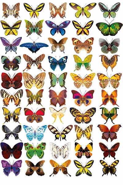 KT Decor مجموعة ملصقات الحائط العملاقة من بترفلاي لاند المكونة من 50 شخصية مختلفة