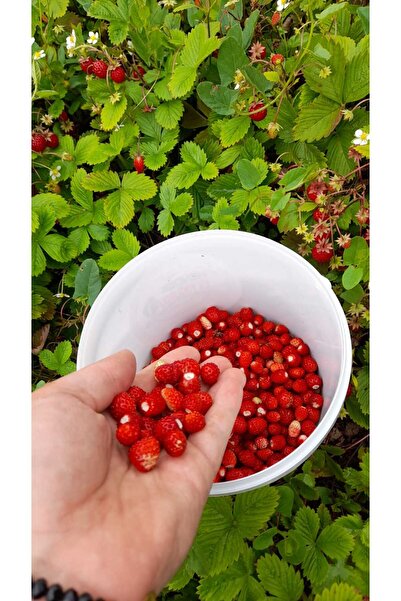 White Organic Dağ Çileği Reçeli Hanifta Reçeli-mayıs Çileği 800 gr Yeni Mahsul 2025