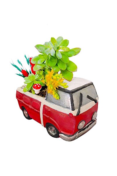 çiçekseli Sedum Sukulent Canlı Bitki & Mini Kamyonet & Hediye canlı bitki & İ...