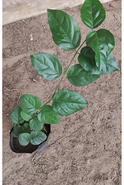 Genel Markalar Yasemin, Ful yasemin çiçeği, canlı ful yasemin