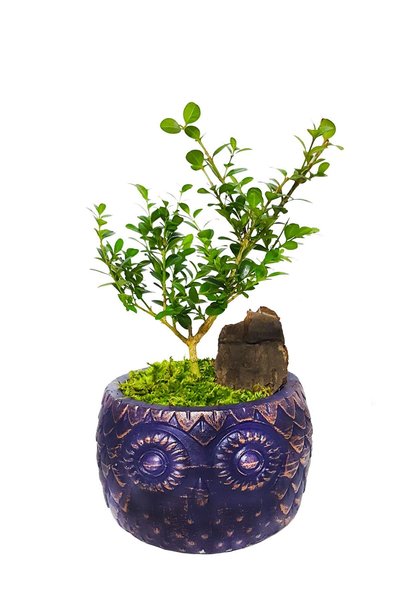 çiçekseli Navy Blue Buxus Bonsai & Seramik Baykuş Desenli Saksı & Hediye Salo...