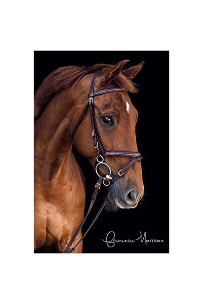 Pastelya Sayılarla Boyama Seti Çerçeveli Kasnaklı Derin Bakışlı At 40x50