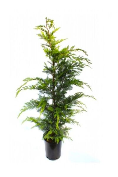 serada decor & plant Videolu Favori Leylandi Çam Fidanı (70-100 CM)1 Adet Sak...