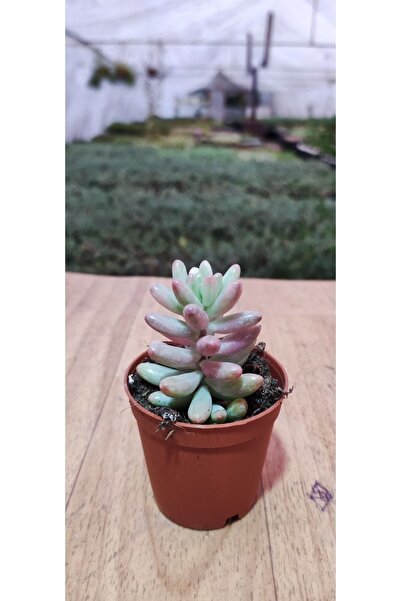 Ravza Çiçekçilik Sedum Rubrotinctum 'aurora' ( 5,5 Cm Saksıda Pembe Sedum ) Dolgun Ve Formlu