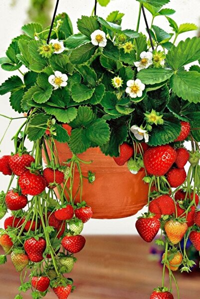 Tohum Dünyam 4 Mevsim, Yediveren Çilek Tohumu / 40 Adet Saksılık Çilek Tohumu