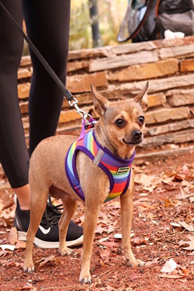 Falpaw Air Mesh Göğüs Tasması Gökkuşağı Desenli