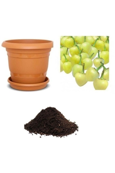 Köy Tohumları 150 Adet Tohum Organik Köy Sarı Turşuluk Top Biber Tohumu Hediy...