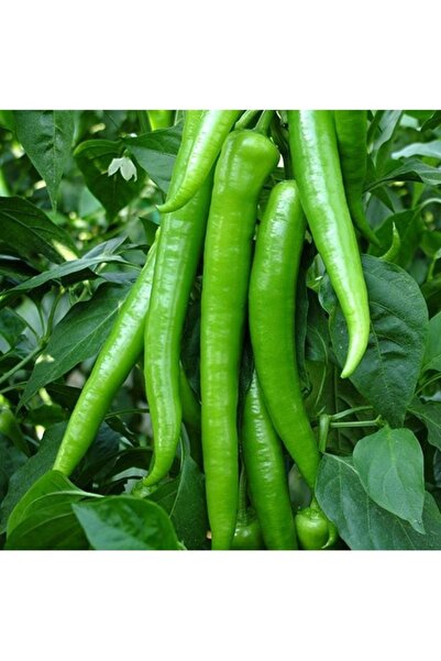Köy Tohumları 100 Adet Tohum Organik Tatlı Demre Yeşil Bahçe Biberi Hobi Bahç...