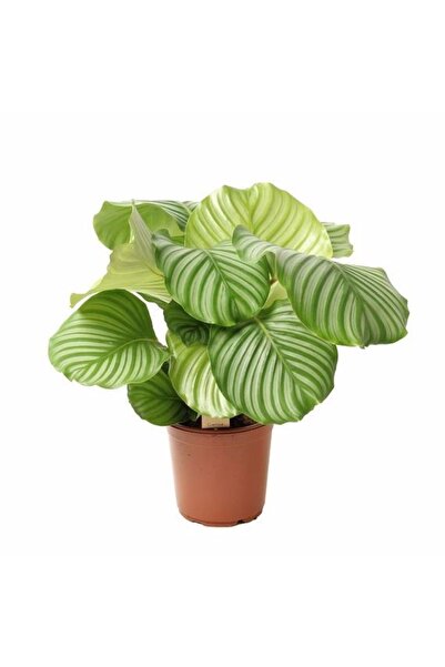 Calathea Orbifolia (Kalatya) , in Pot