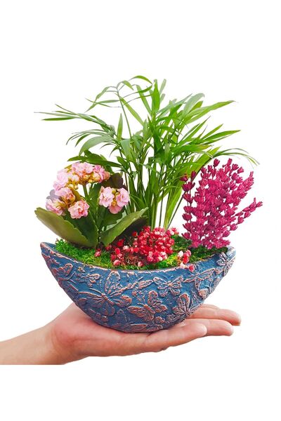 çiçekseli Kelebekli Gondol Saksıda Chamadorea Kalanchoe Lavanta Tasarım Çiçek...