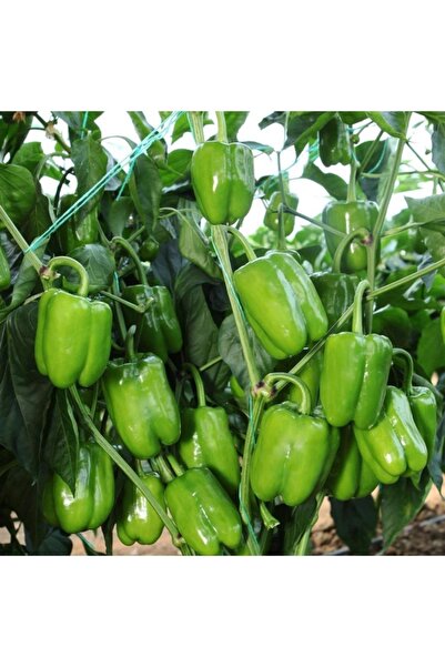 AHG BOTANİK Dolmalık Biber Fidesi 6 Adet