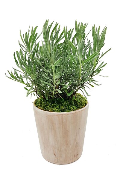 çiçekseli Vintage Seramik Saksıda Kokulu Canlı Lavanta & Kalıcı Bitki & Iç Me...