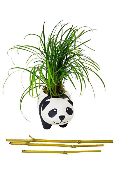 çiçekseli Panda Ophiopogon Canlı Bitki &bambu Panda &iç Mekan & Salon Bitkisi...