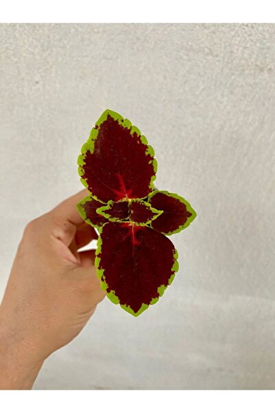 Bitkim Sende Bordo Yeşil Renk Yaprak Güzeli Çiçeği 1 ADET Saksılı(10-15cm) Ba...