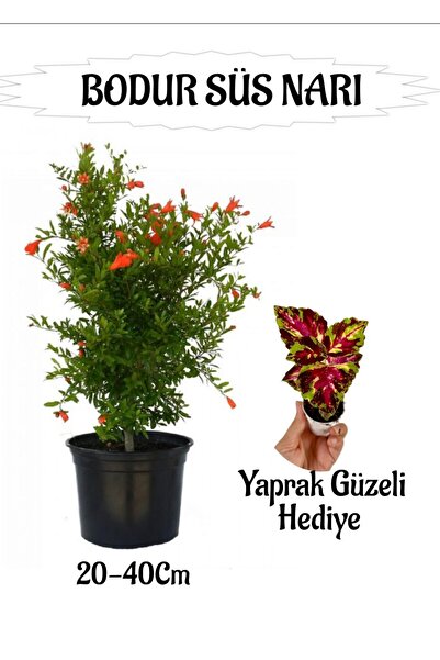 Bitkim Sende Bodur Süs Narı Fidanı 1 ADET Saksılı/Tüplü+ Sihirbaz Yaprak Güze...